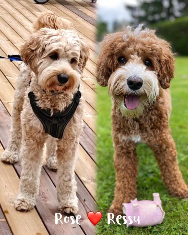 Rosen ja Ressun treffit olivat onnistuneet💕 Jos kaikki menee hyvin, on pieniä hännänheiluttajia tiedossa lokakuussa💕 Kaikki pennut ovat tästä pentueesta varattuja!