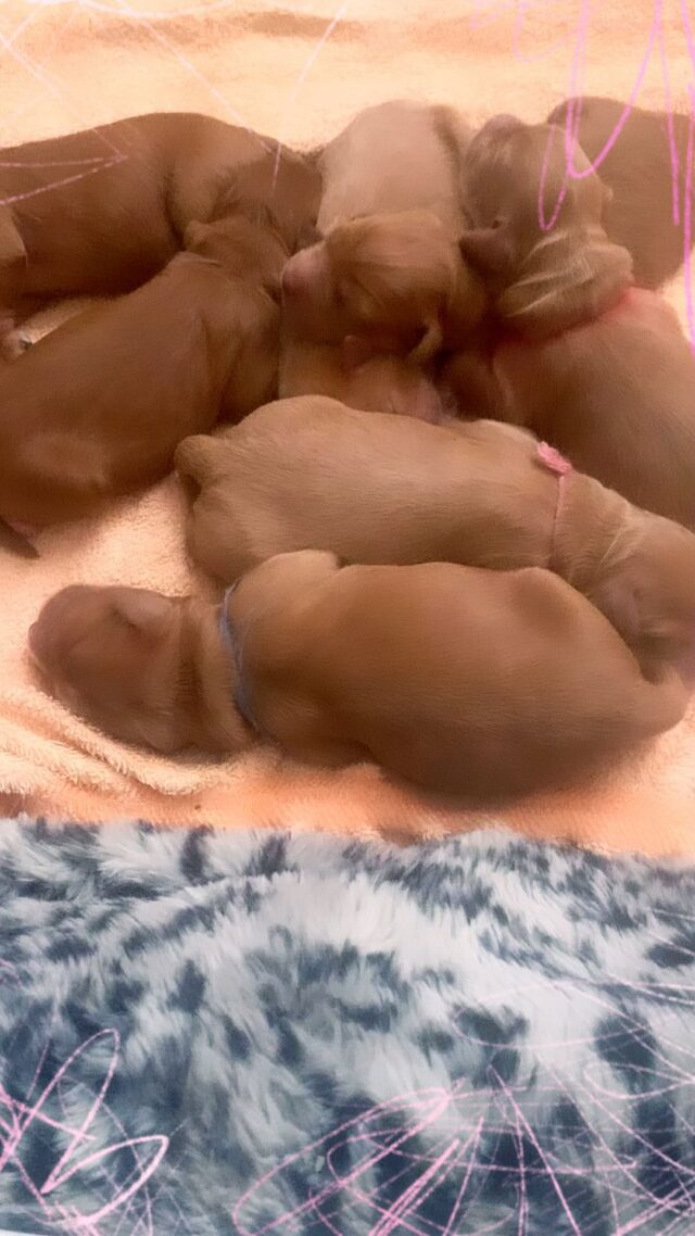 Vappupennut ovat täällä💕 Hikotellen kuten Vappuun kuuluu #australianlabradoodlepuppies #wala #walabreeder