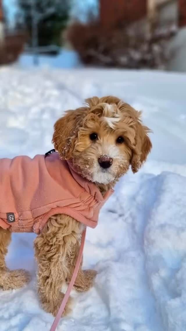 Söpöysvaroitus🐾 Karamelli-pentue 3 kk🥳
Kasvattajan ammatttinimike pitäisi olla Onnellistuttaja. Sitä nämä pennut ovat perheissä todella tehneet❤️