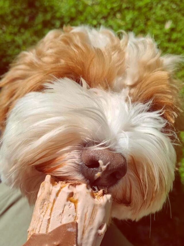 Summertime=icecreamtime🍦❤️🐾
#jumponitthumper #icecreamtime #laislasaustralianlabradoodles  #walaaustralianlabradoodles