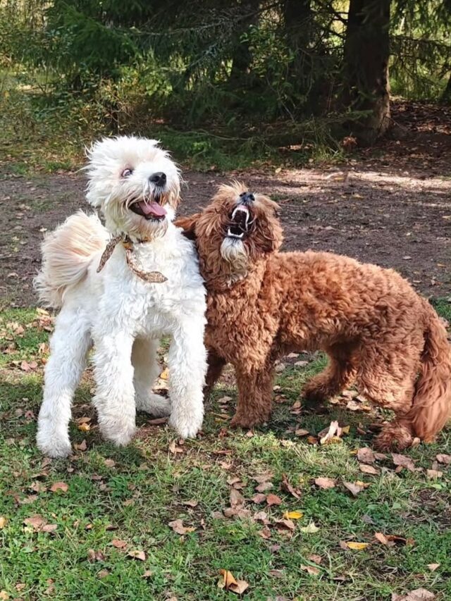 La Isla’s leikkitreffien yksi kuva kertoo tunnelmasta kaiken😂🐾
Paras yrittäjänpäivä, kasvattaja halkeaa onnesta näistä suloisuuksista❤️