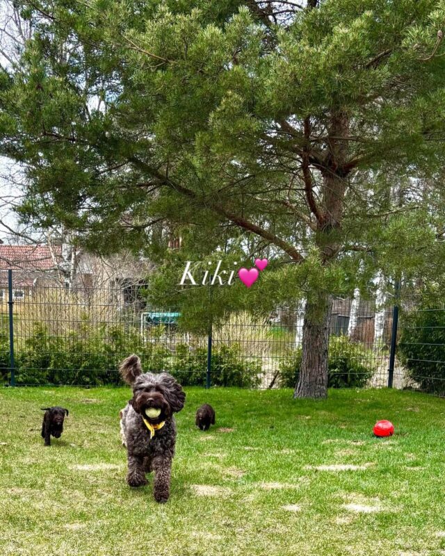Ihana, supersuloinen tennis-emomme Kiki💕 #Grandslam pentue #laislasaustralianlabradoodles #walapuppies