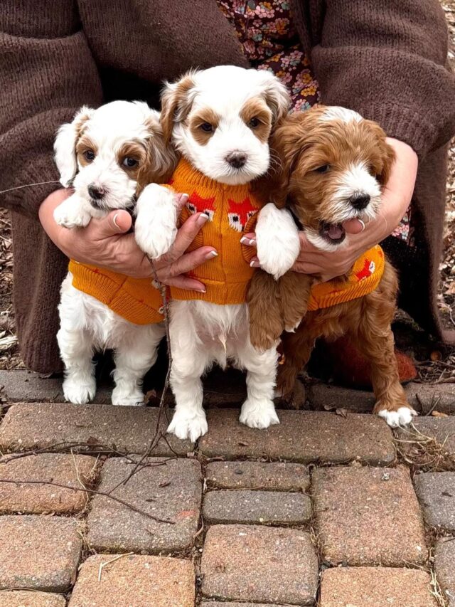 Kuusiviikkoiset Sommeliers Choicet
Chardonnay🦊, Chablis🦊 ja Merlot🦊 toivottavat hyvää pääsiäistä💛 kaikille!