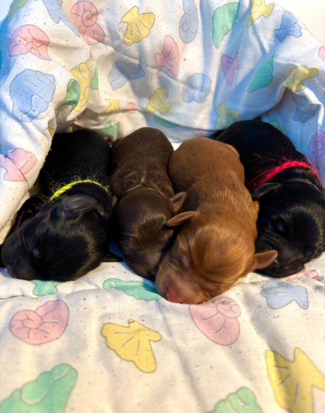 Kevään ensimmäinen pentueemme on täällä!
Bean of Joy🤎🖤🧡🖤
Espresso, Cappuccino, Macchiato ja Arabica
#laislasaustralianlabradoodles #walapuppies #walabreeder