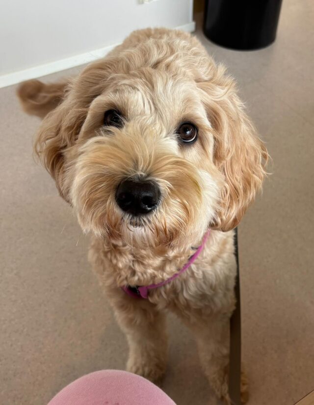 Pieniä, suloisia nassuja todistetusti masussa💕Rose❤️Ressu