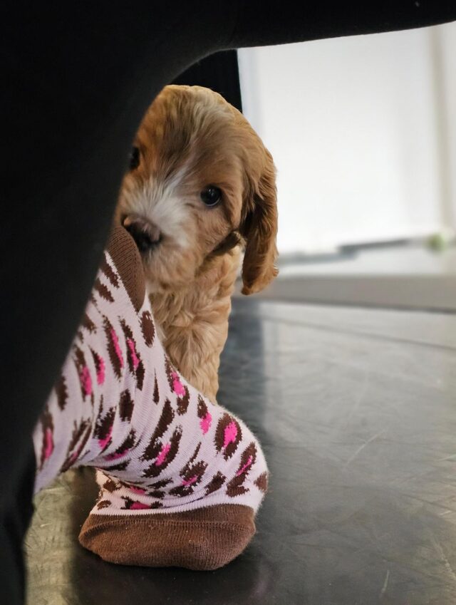 Hei, me päästiin PuppyRelax-tunnille💕
Joko sä olet käynyt? @puppyrelaxturku @laislasaustralianlabradoodles