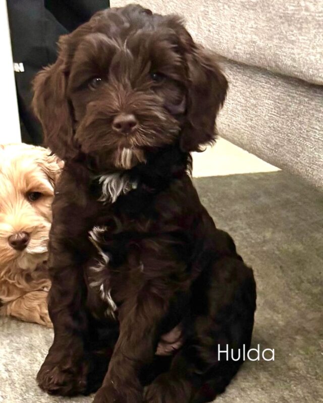 Supersuloinen La Isla’s GrandSlam🎾 Serena eli ”Hulda” on tuorein jalostuslinjamme tulevaisuuden toivo 🏆❤️