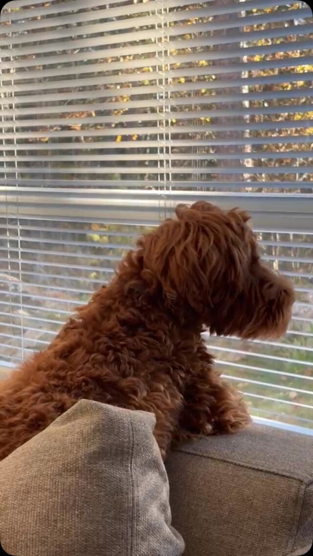 Mimmi 6 kk vastaanottaa kaikki elämän kokemukset🐾
