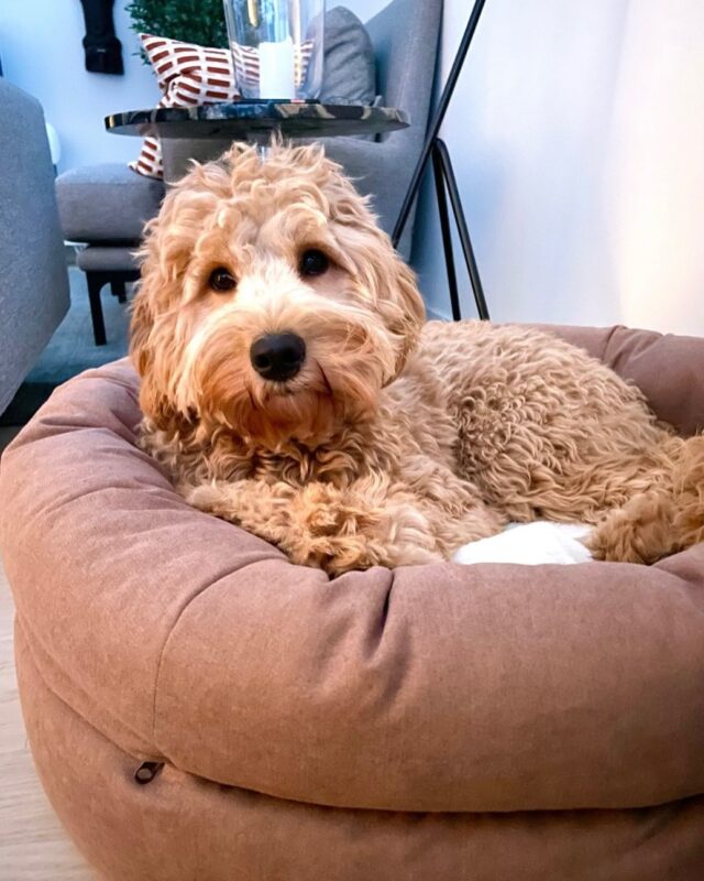 Tämän päivän etätyökaveri 🧡 Rose