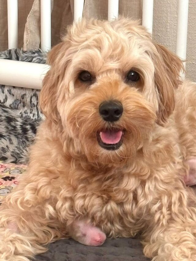 Kevään toinen pentue on täällä 💕 ja Lily on mami!
La Isla’s Sommeliers Chablis🦋, Merlot🦋 ja Chardonnay 🌸Pennut ovat varattuja.