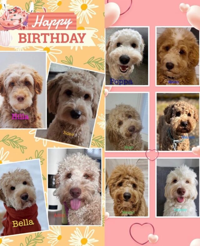 Hiphiphurraa🥳!! Paljon onnea tänään 1-vuotias HelloSpring-kymmenikkö 💕#laislasald #australianlabradoodle #australianlabradoodles #walabreeder #walaaustralianlabradoodles