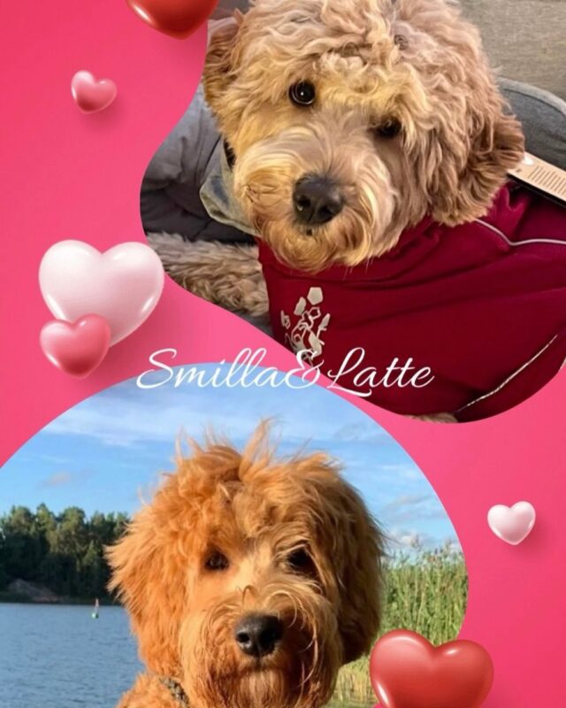 Valta vaihtui Suomessa tänään, mutta me (”Smilla” Arctic Smilla ja ”Latte” My Companion Xmas Rockyroad) oltiinkin onnistuneilla treffeillä💘. Jos vaan kaikki menee hyvin, pikkuisia on odotettavissa Vapun aikaan. Tästä parista ei voi syntyä kuin supersöpöläisiä🧡🐾 #australianlabradoodles #australianlabradoodlepuppies