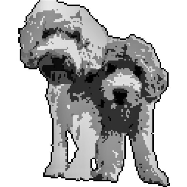 Tervetuloa La Isla’s Australian Labradoodle-sivuille!  Julkaisemme täällä ajankohtaisia duudelijuttuja tästä valloittavasta, super suloisesta rodusta❤️