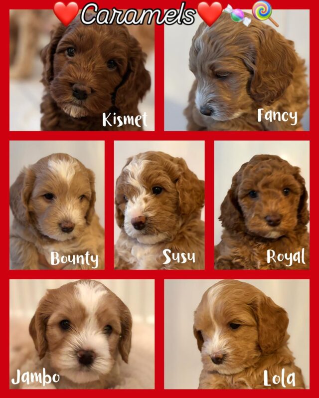 Kuusiviikkoiset🥳🐾❤️ #laislasaustralianlabradoodles #australianlabradoodlepuppies #wala #walalabradoodles