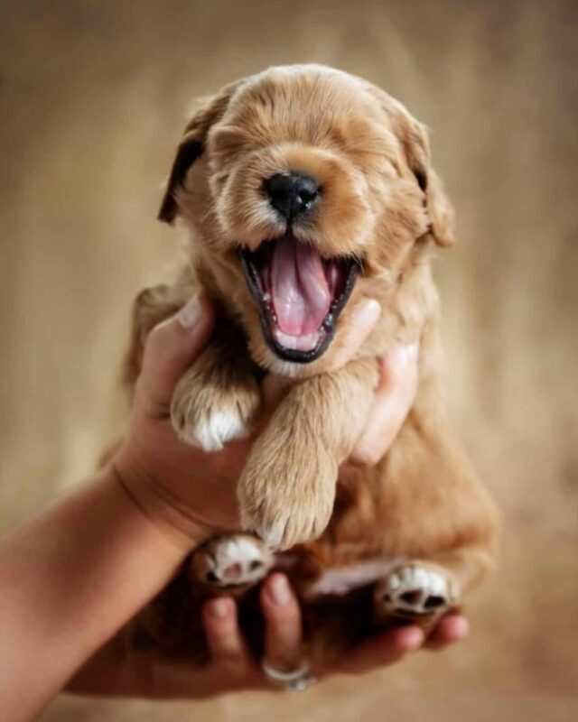 Haaveiletko uudesta perheenjäsenestä?
Pentujonomme vuodelle 2025 on nyt auki🐾#australianlabradoodlepuppy @studioliikkuva