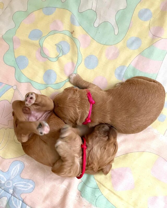 Du och jag🐾💕🐾 #austalianlabradoodle #wala