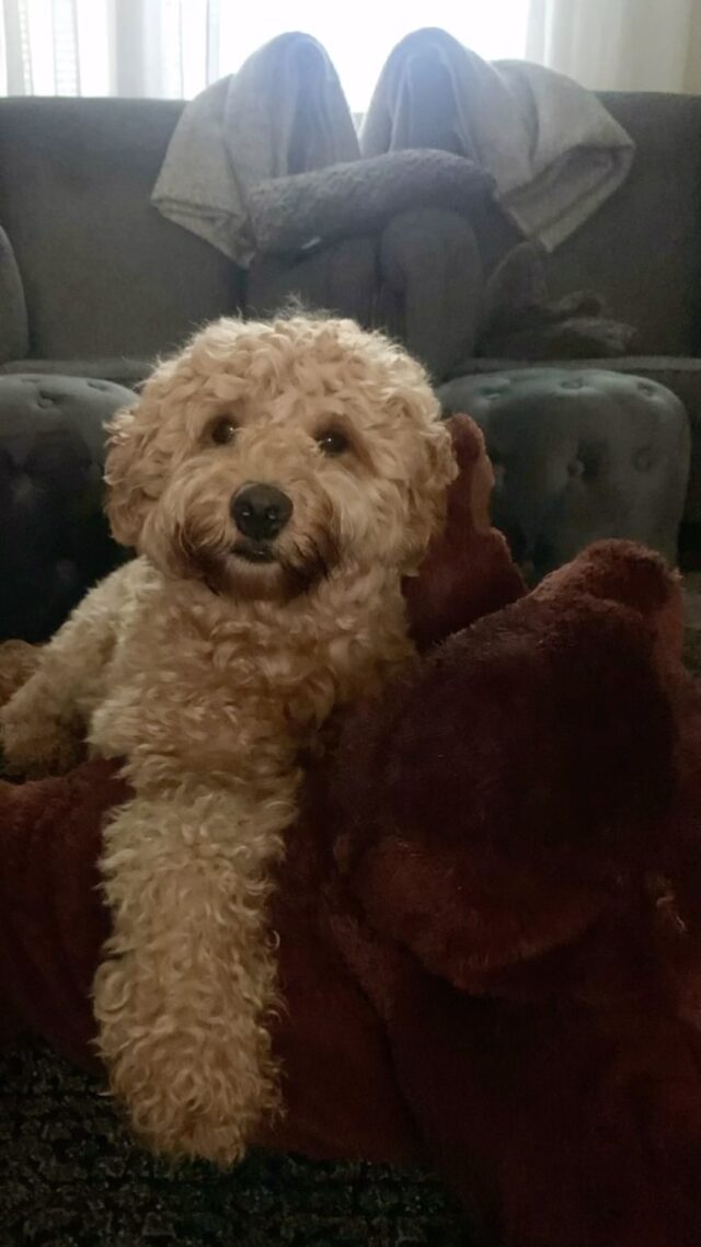 Sateinen heinäkuun päivä ja lempilelu💕 I’m loving it💕 #australianlabradoodles #laislas