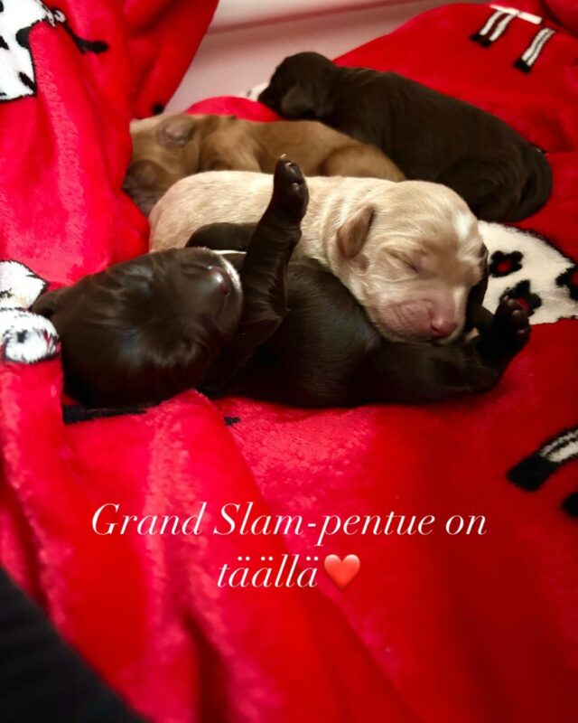 Supersuloinen pentue syntyi laskiaissunnuntaina ❤️❤️🩵🩵 #walaaustralianlabradoodles @puppyrelaxturku