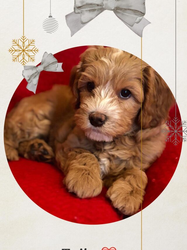 Saammeko esitellä, tuoreimmat  tulevaisuuden toivomme Taika❤️ ja Diana❤️
Hyvää Itsenäisyyspäivää🇫🇮
#walabreeders #walapuppies #laislasaustralianlabradoodles