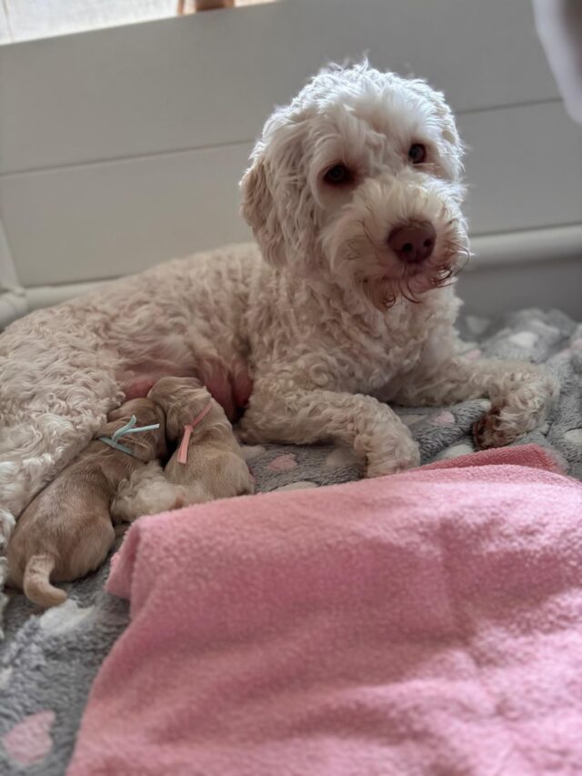 Suloiset Ohana-pentueen Lilo🩷 ja Stitch🩵 ovat syntyneet! Lulu❤️ja pennut voivat hyvin. Pennuilla on loppuelämän kodit odottamassa #laislas #australianlabradoodlepuppy #walapuppies