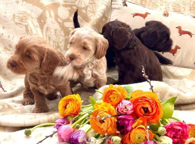 5 weeks old cuties💛💛💛💛
#laislasaustralianlabradoodles #waladoodles #australianlabradoodle
