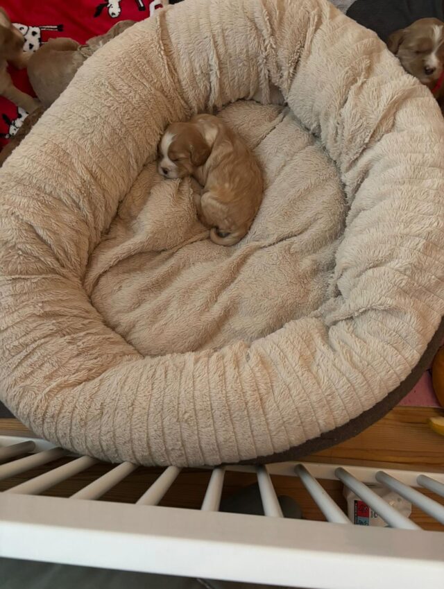 Vähän löytyy pienellä💙kasvutilaa vielä😅 #australianlabradoodlepuppy #walalabradoodles