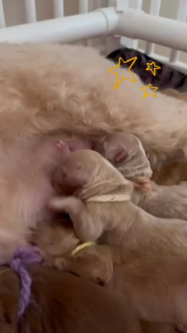 Suloinen Caramel-seitsikkomme
🩷🩷🩷🩷🩷🩵🩵 on syntynyt!
Rose 🌹 ja pentue voivat hyvin.
Pennuilla on loppuelämän kodit odottamassa💕