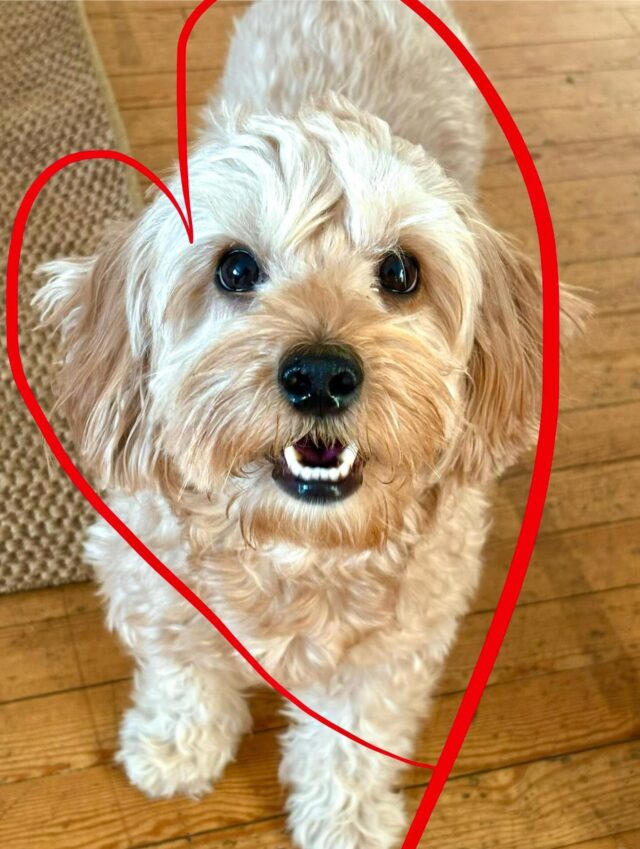 Lilyn❤️ pentuetta odotellaan pian syntyväksi!
Hyvää Ystävänpäivää❤️
#walapuppies #walalabradoodles #laislasaustralianlabradoodles