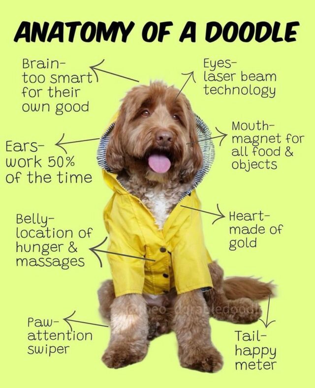 #australianlabradoodles