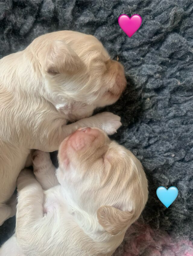 Hei, täällä kasvetaan vauhdilla🐾 Viikon vanhat💕 #laislasaustralianlabradoodles #walalabradoodles