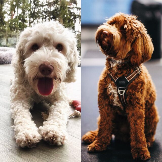 Sessans Clara Nunes ”Lulu” ja La Isla’s GrandSlam Jimmy ”Bruno” kävivät onnistuneilla treffeillä💕. Jos kaikki menee odotetusti, meillä on vipinää taas syyskuussa🐣