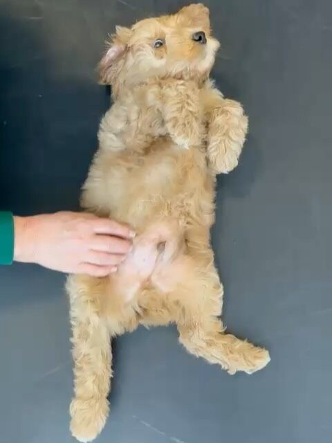 Rentouttavaa lauantaita☀️🐾
#laislasaustralianlabradoodles #walapuppies #puppyrelaxturku