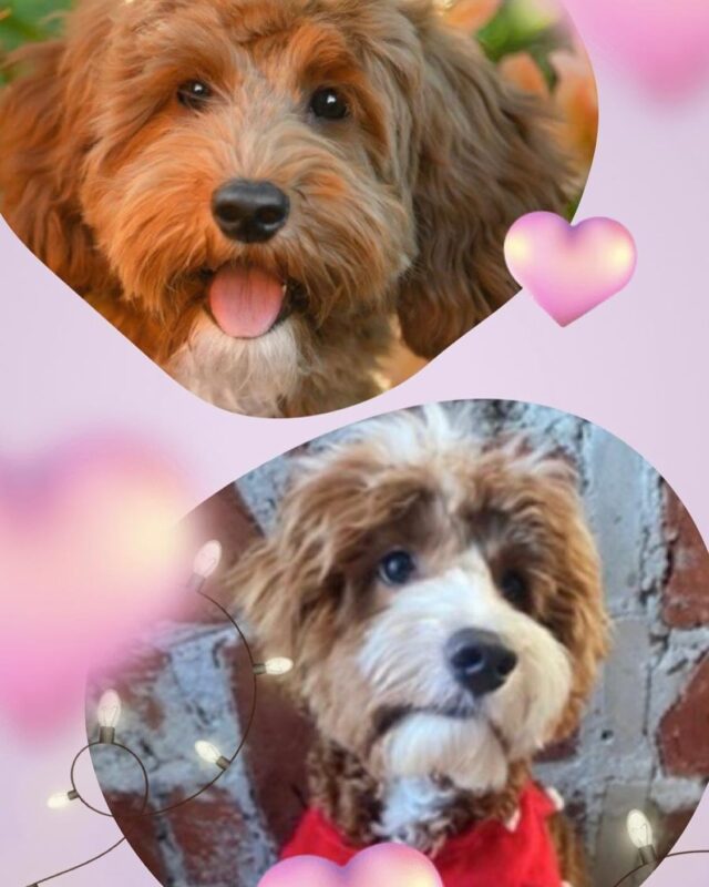 Meillä on ilo ilmoittaa tulevasta uudesta minikokoisten duudeleiden linjasta. Saamme pienen tyttöpennun kasvamaan tältä ihastuttavalta pariskunnalta DoodleBabys Saffron💕Braskas Unstoppable Ressu