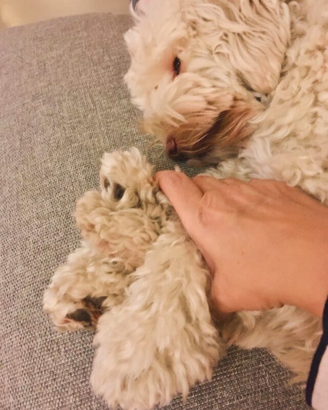 Islan tassunippu❤️ #australianlabradoodles #australianlabradoodlebreeder