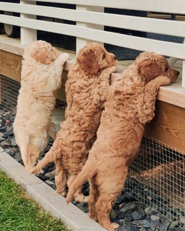 Mukavaa koiranpentupäivää kaikille🐶!