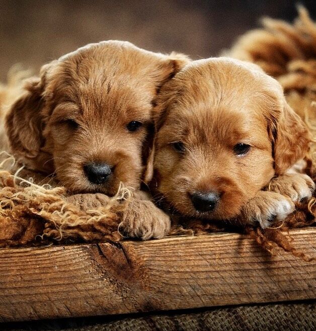 Hyvää Ystävänpäivää🧡#laislasaustralianlabradoodles #australianlabradoodlesofinsta #walabreeders