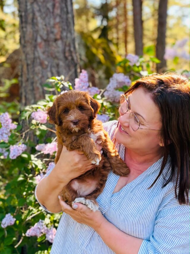 ❤️Mimmi muutti taloon❤️
Hän on Islan ja Smillan tavoin perheen lemmikki, ja samalla myös yksi tulevaisuuden jalostustoivoistamme.Haemme haltijaperheitä jalostukseen kasvamaan jääville tyttö pennuille tulevan syksyn ja ensi kevään luovutuksiin. Jos olet kiinnostunut, laita viestiä info@laislas.fi ja jutellaan lisää.